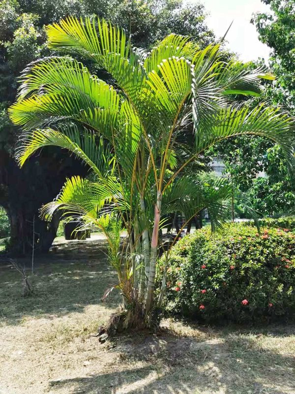 Areca Palm — Dypsis lutescens