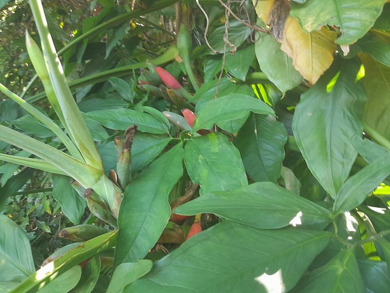 Arrow-Head Vine — Syngonium podophyllum