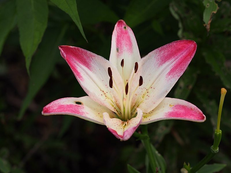Asian Lily — Lilium asiatica