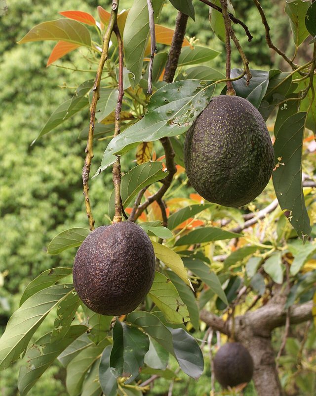 Avocado β Persea americana