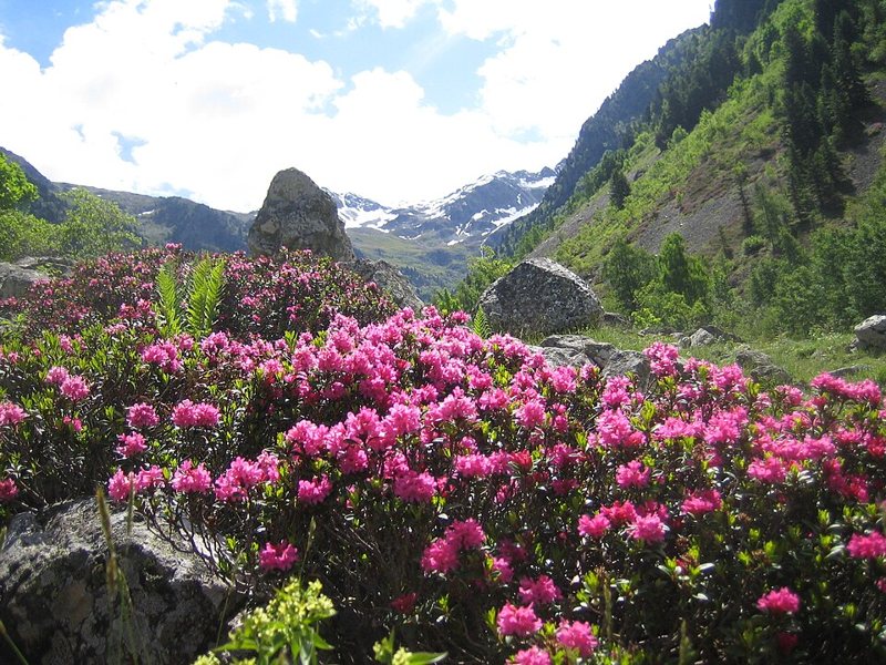 Azalea — Rhododendron spp