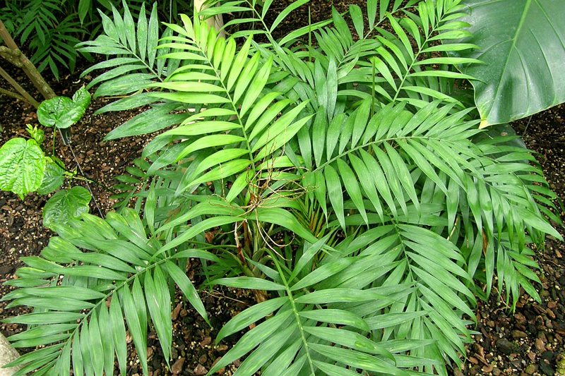 Bamboo Palm — Chamaedorea elegans