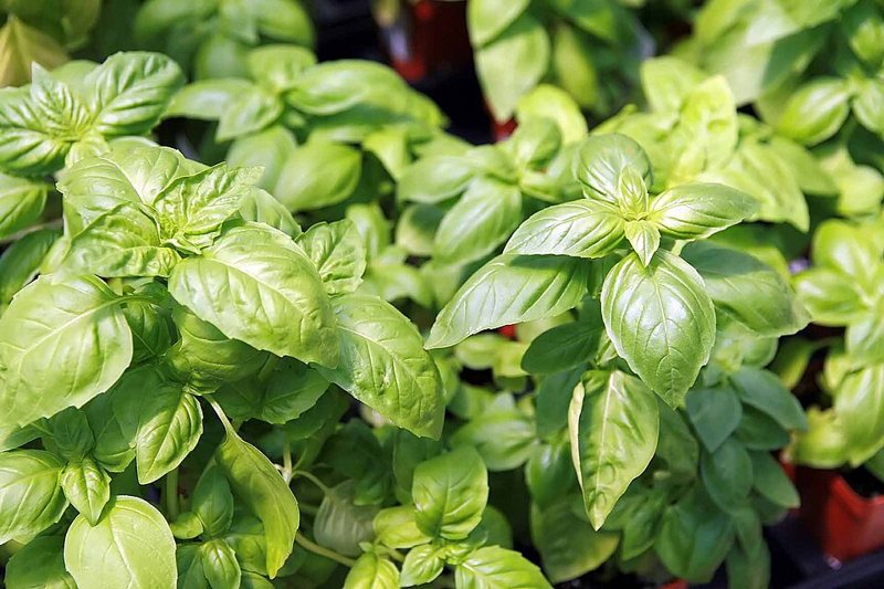 Basil — Ocimum basilicum