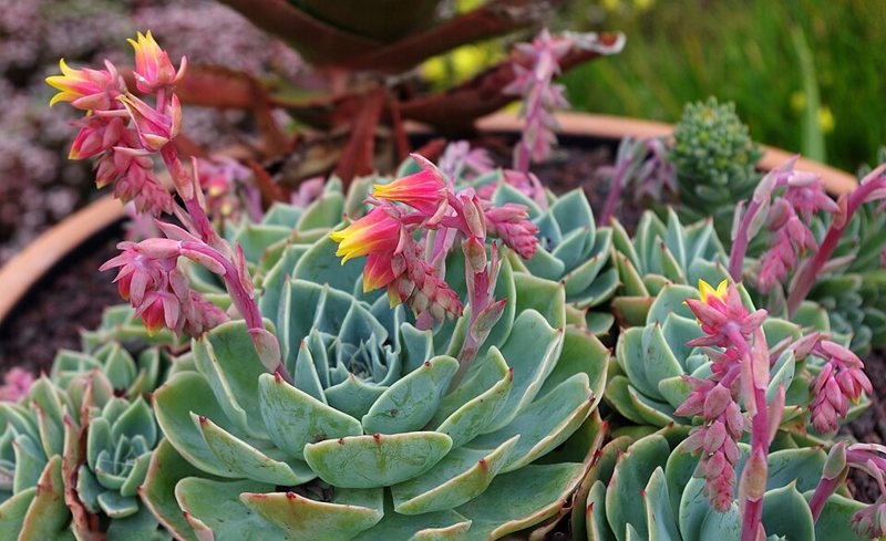 Blue Echeveria — Echeveria glauca
