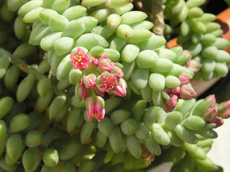 Burro's Tail — Sedum morganianum