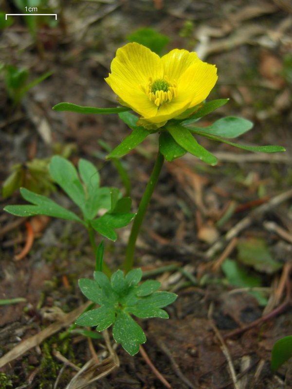 Buttercup — Ranunculus spp.