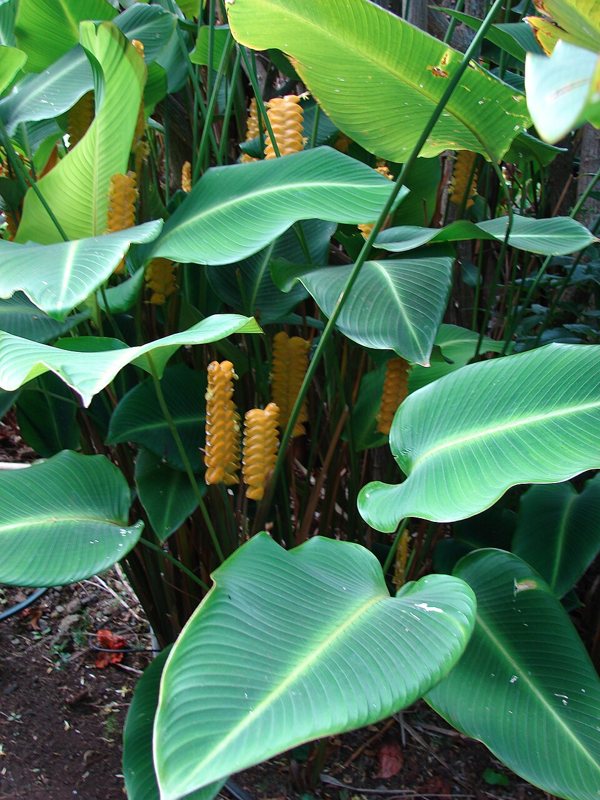 Calathea — Calathea spp.