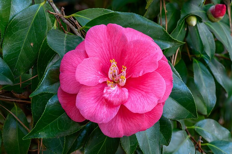 Camellia — Camellia japonica