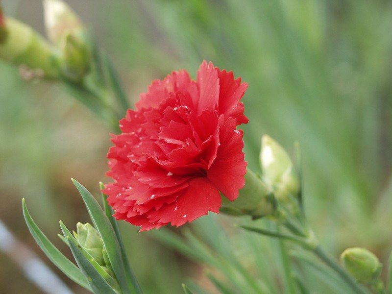 Carnation — Dianthus caryophyllus