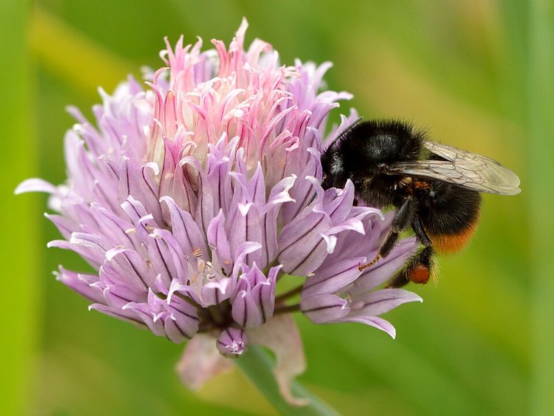 Chives — Allium schoenoprasum