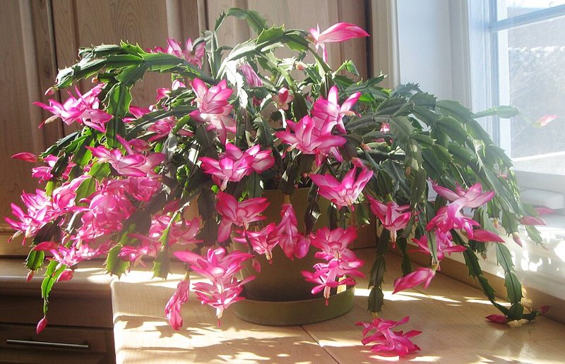 Christmas Cactus — Schlumbergera bridgesii