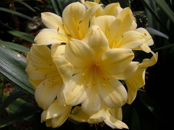 Clivia Lily — Clivia spp.