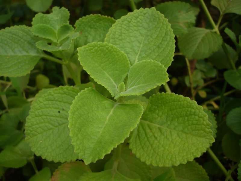 Coleus — Coleus ampoinicus