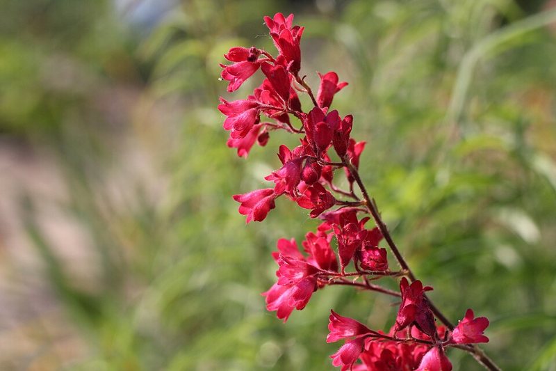 Coral Bells — Heuchera sanguinea