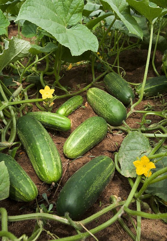 Cucumber — Cucumis sativus