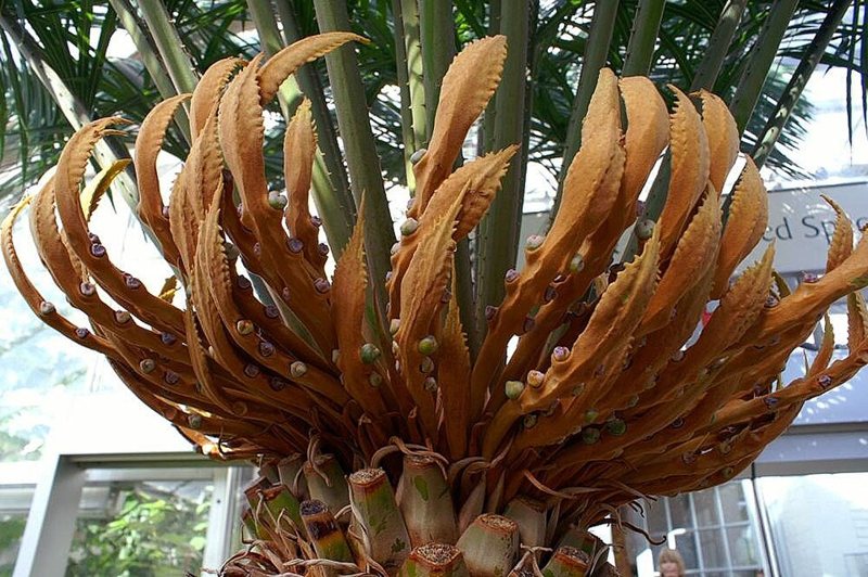 Cycads — Cycas and Zamia species