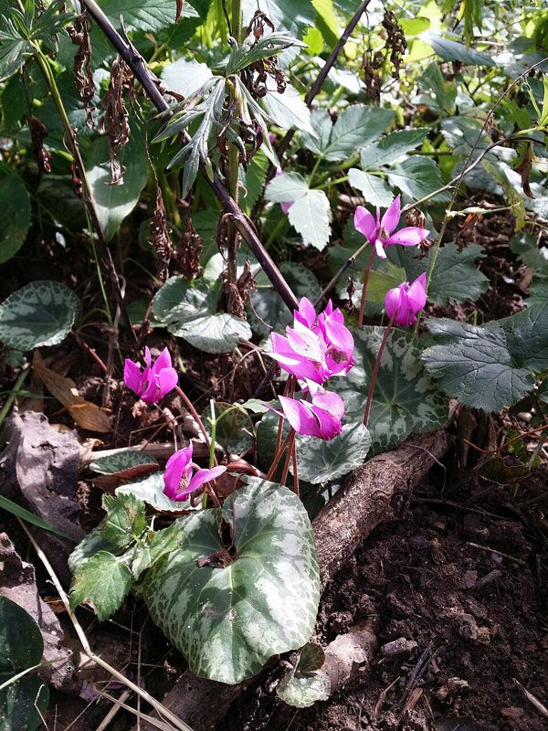 Cyclamen — Cyclamen spp