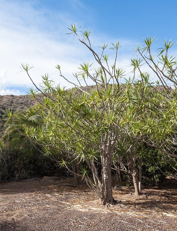Dracaena — Dracaena spp.