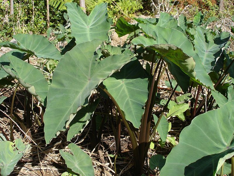 Elephant Ears (Colocasia esculenta) — Colocasia esculenta