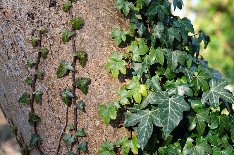 English Ivy — Hedera helix