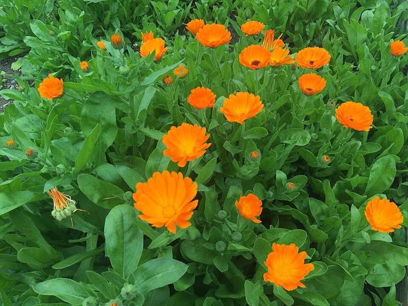 Garden Marigold — Calendula officinalis