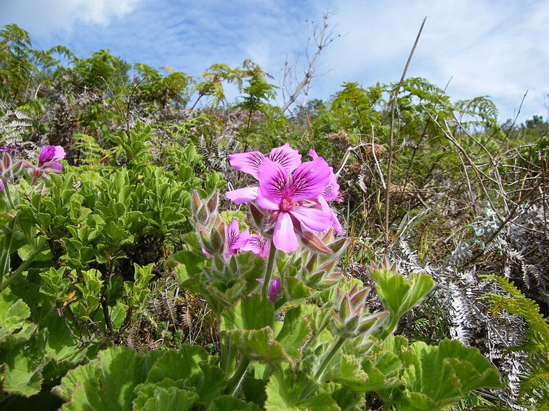 Geranium — Pelargonium species
