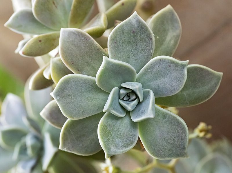 Ghost Plant — Sedum weinbergii