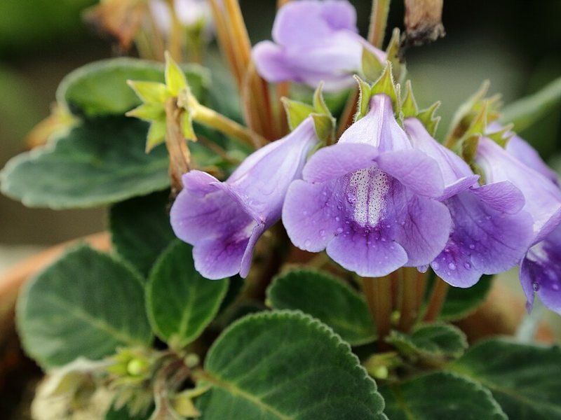 Gloxinia — Sinningia speciosa