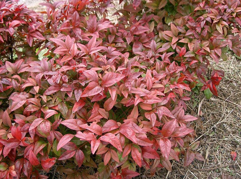 Heavenly Bamboo — Nandina domestica