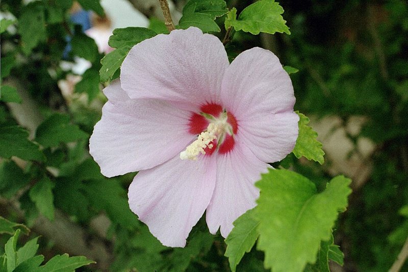 Hibiscus — Hibiscus syriacus