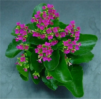 Kalanchoe — Kalanchoe spp