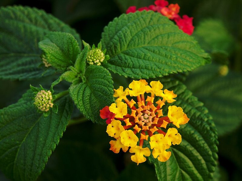 Lantana — Lantana camara