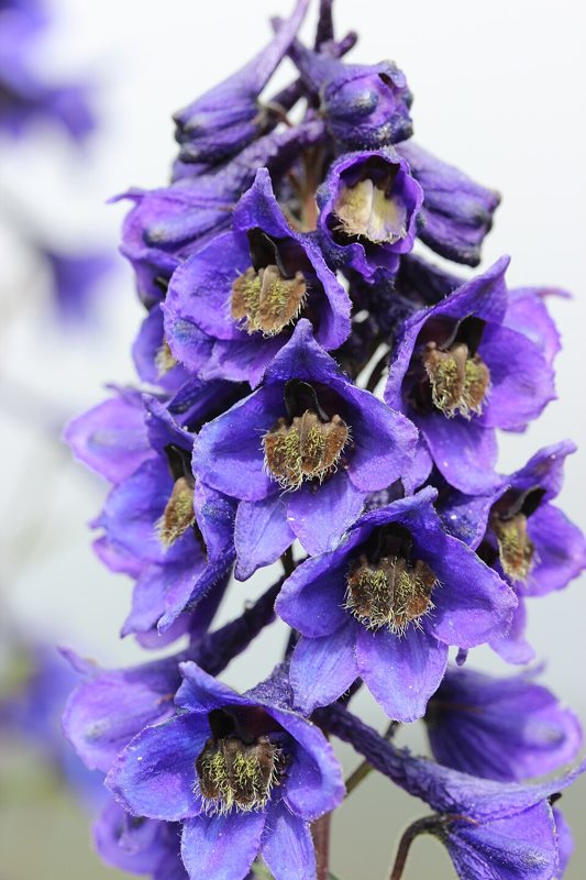 Larkspur — Delphinium species