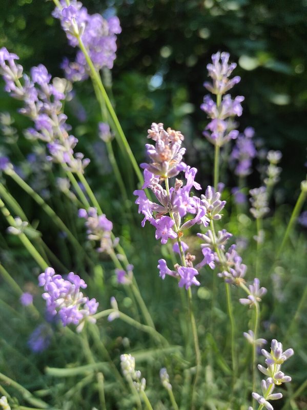 Lavender — Lavendula angustifolia