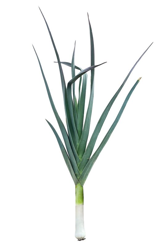 Leek — Allium ampeloprasum