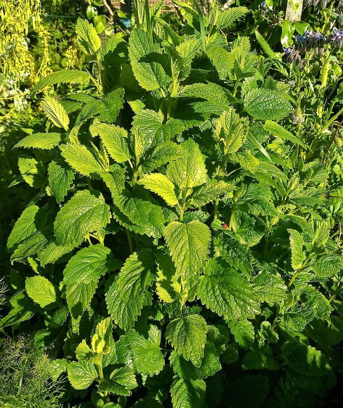 Lemon Balm — Melissa officinalis