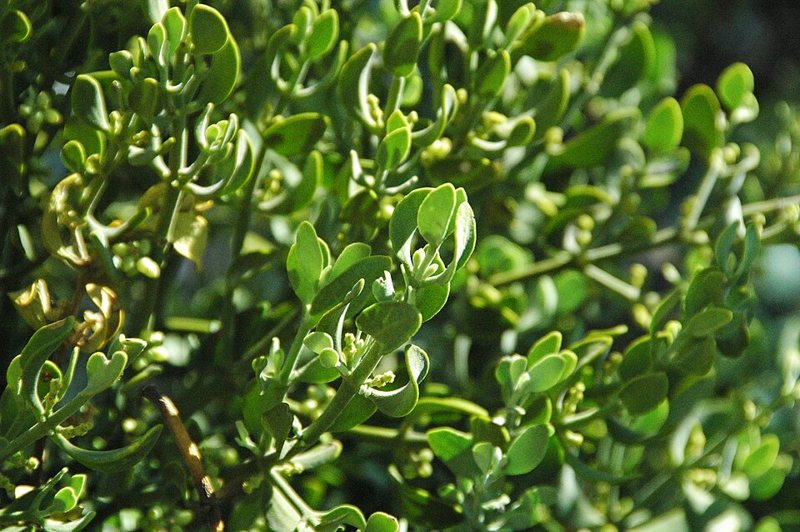 Mistletoe "American" — Phoradendron flavescens