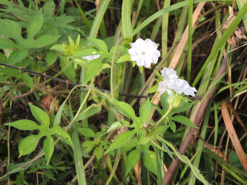 Morning Glory — Ipomoea spp