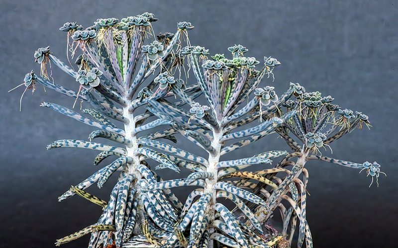 Mother of Millions — Kalanchoe tubiflora