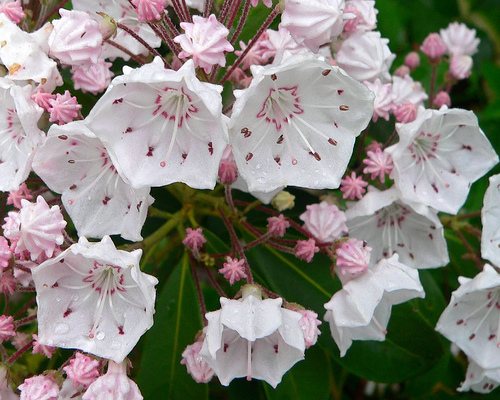 Mountain Laurel β Kalmia latifolia