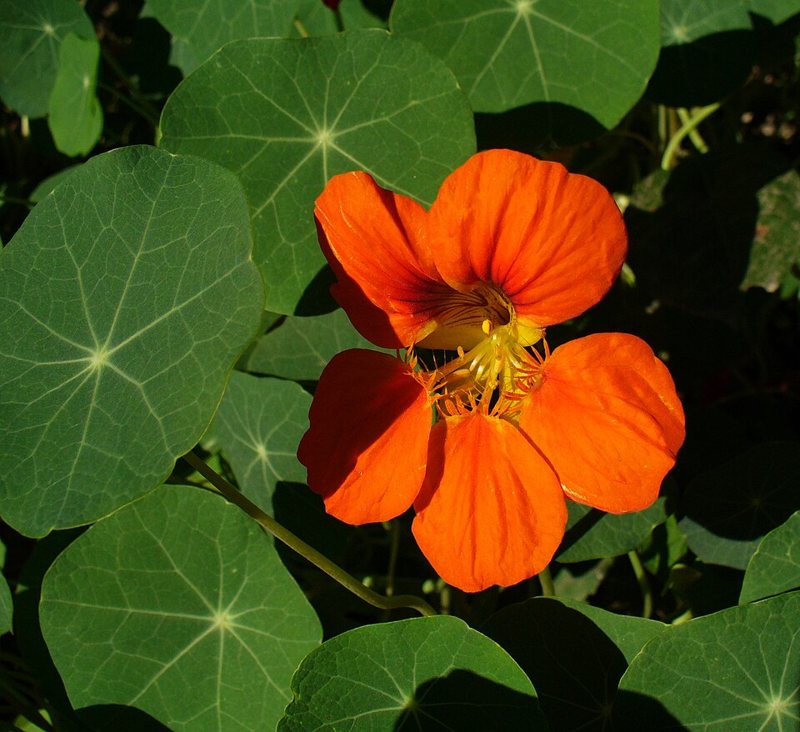 Nasturtium — Tropaeolum majus
