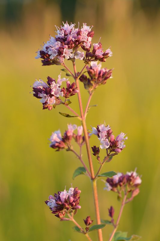 Oregano — Origanum vulgare hirtum