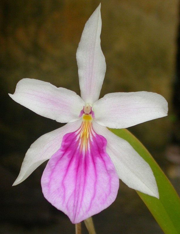 Pansy Orchid — Miltonia roezlii alba