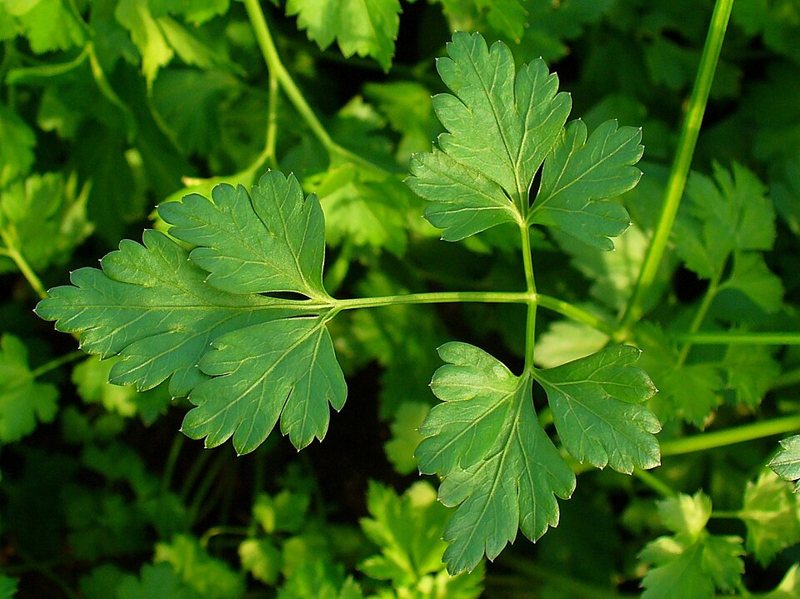 Parsley — Petroselinum crispum