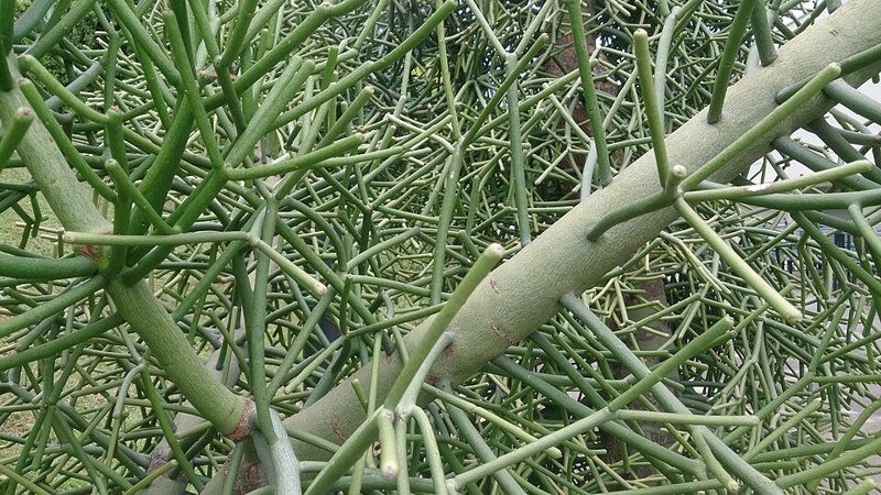 Pencil Cactus — Euphorbia tirucalli