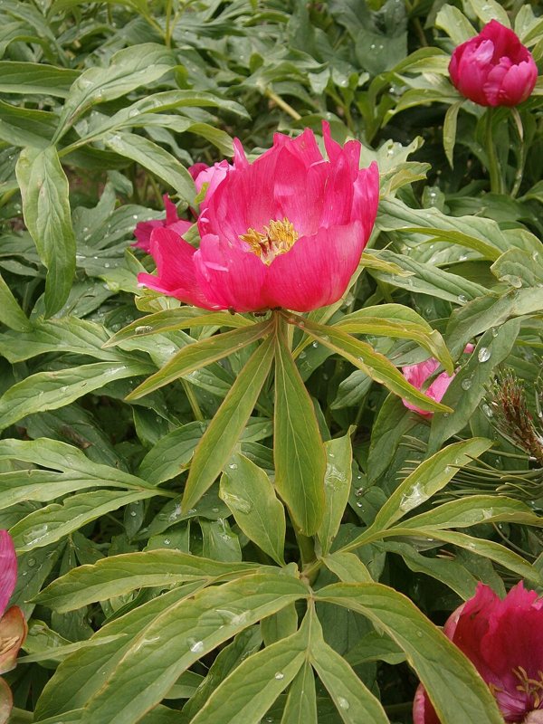 Peony — Paeonis officinalis