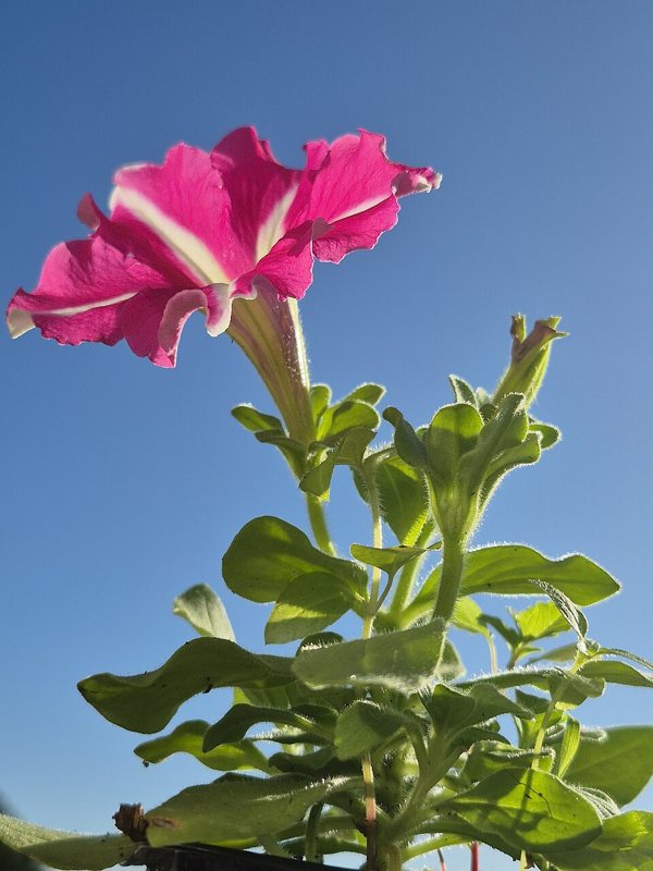 Petunia — Petunia species