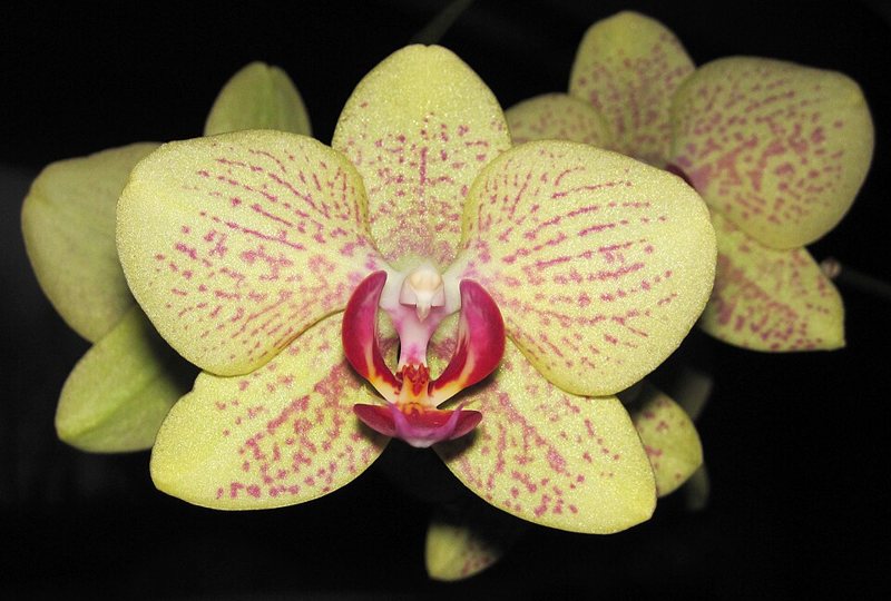 Phalaenopsis Orchid — Phalaenopsis sp.
