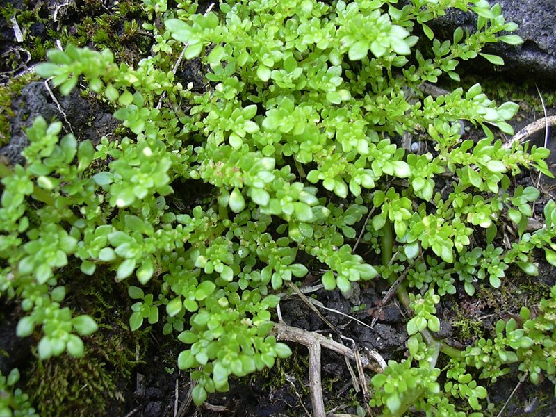 Pilea Microphylla — Pilea microphylla