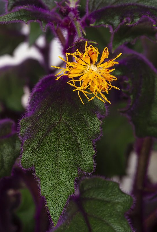 Purple Passion Vine — Gynura aurantica